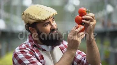 快乐的人在温室里闻着新鲜的西红柿，农夫为丰收而自豪